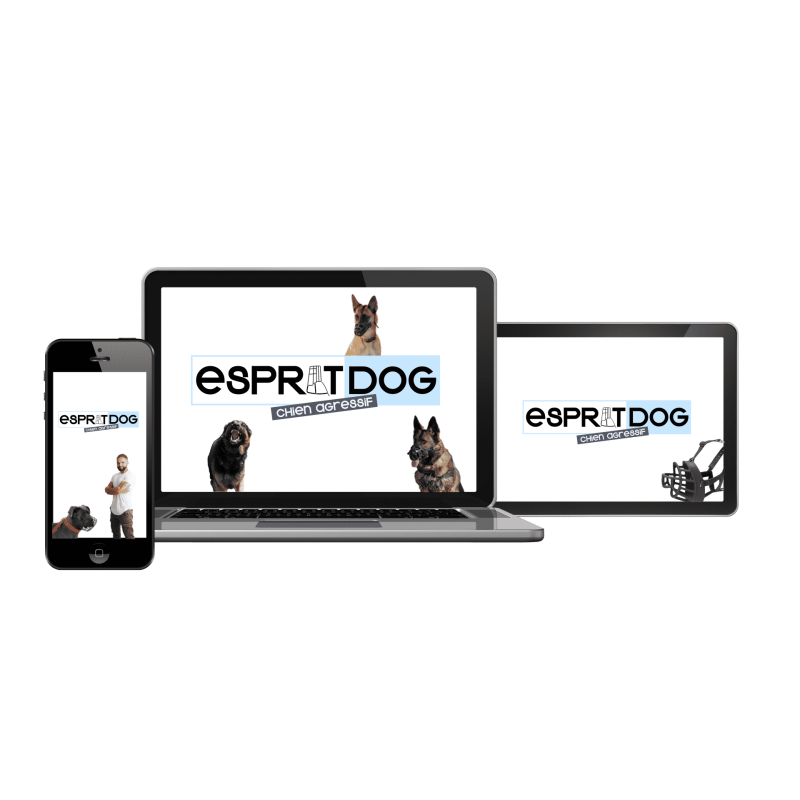 Chien agressif, que faire ? La formation 100 % en ligne