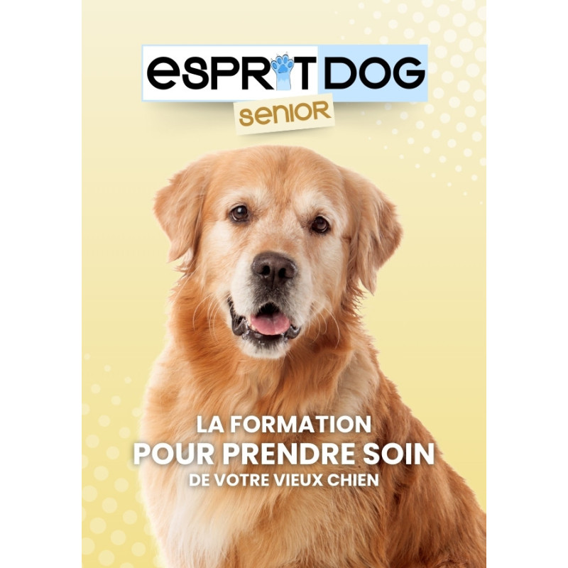 Prendre soin de son vieux chien : formation 100 % en ligne !