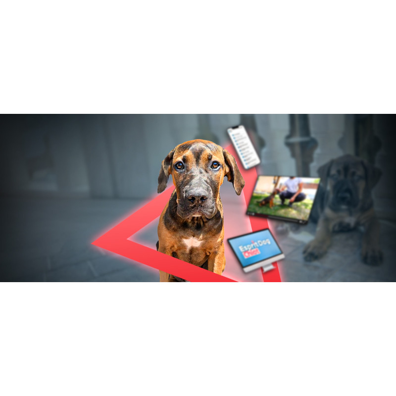 Comment éduquer son Chiot ? Découvrez notre formation en ligne !