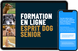 Prendre soin de son vieux chien : formation 100 % en ligne !