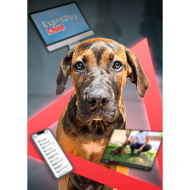 Comment éduquer son Chiot ? Découvrez notre formation en ligne !