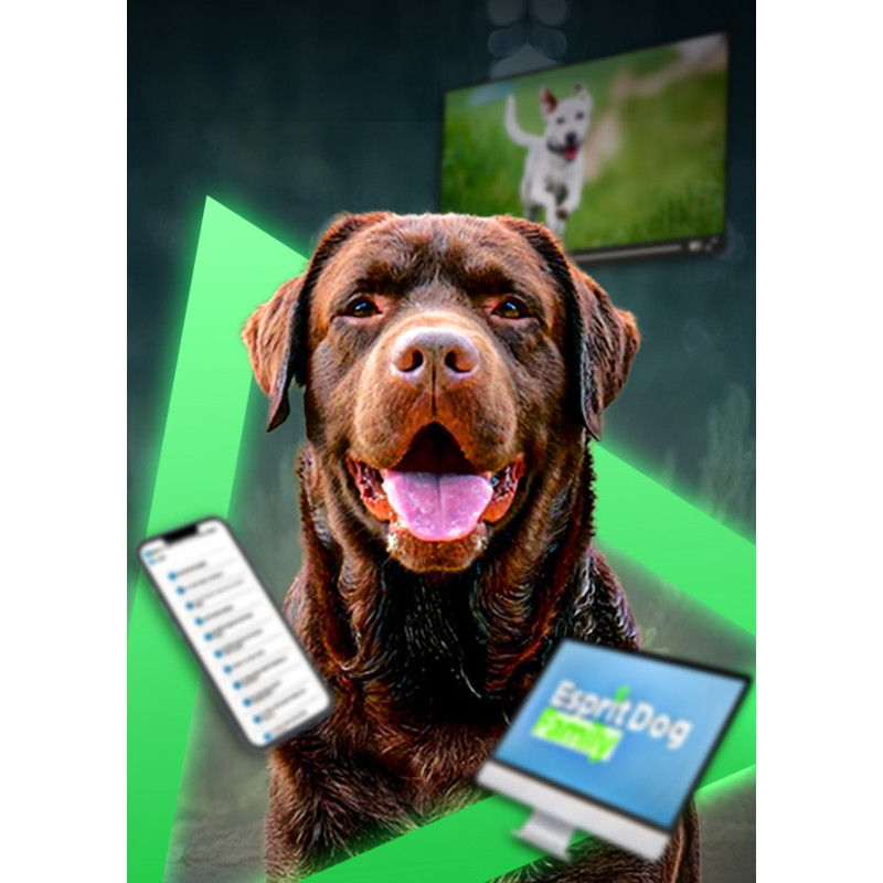 Comment éduquer un chien ? Découvrez notre formation en ligne !