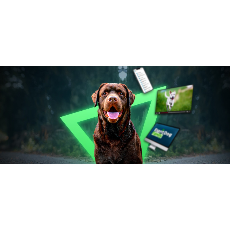 Comment éduquer un chien ? Découvrez notre formation en ligne !