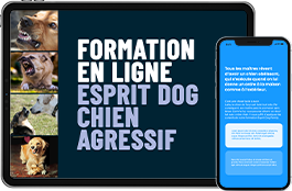 Chien agressif, que faire ? La formation 100 % en ligne
