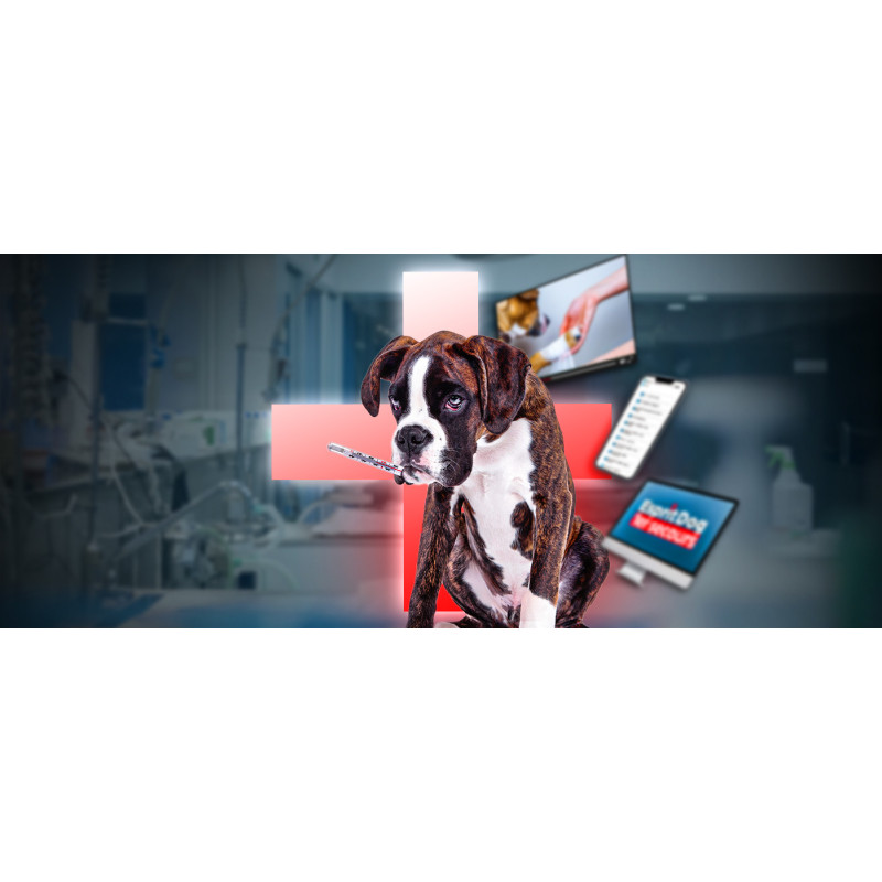 Formation 1er secours - Sauvez votre chien !