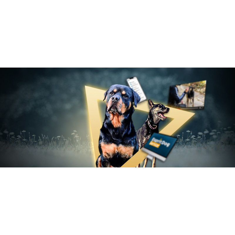 Prendre soin de son vieux chien : formation 100 % en ligne !