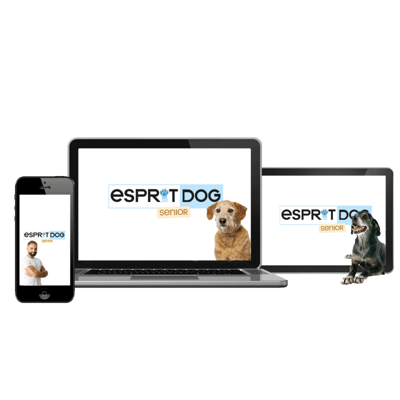 Prendre soin de son vieux chien : formation 100 % en ligne !