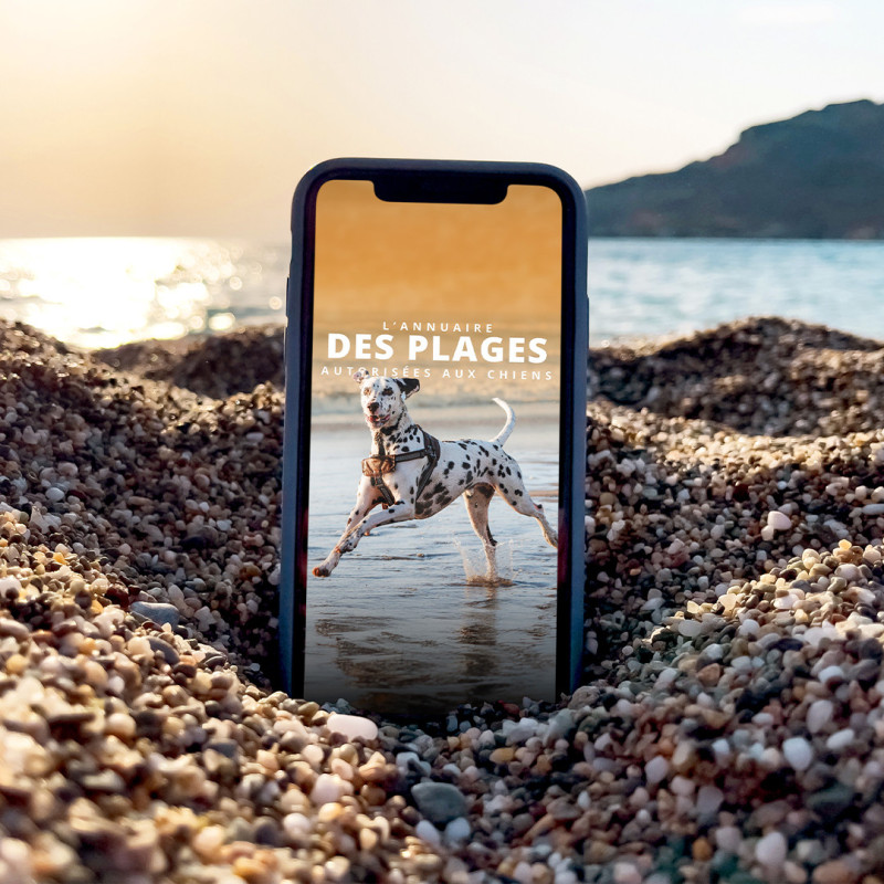 Le Guide de l'été 2025 - Esprit Dog