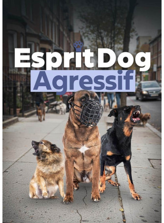 Chien agressif, que faire ? La formation 100 % en ligne