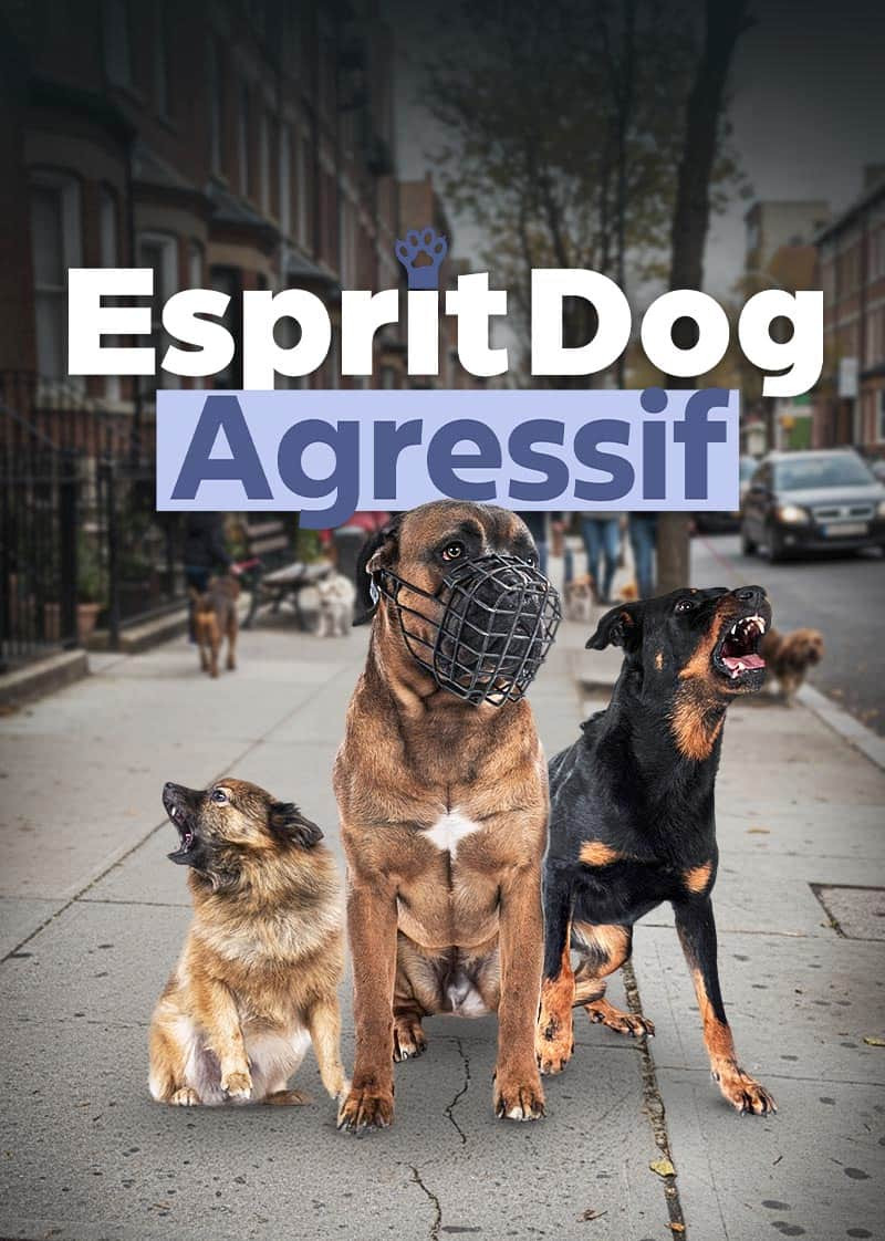 Esprit Dog Chien Agressif