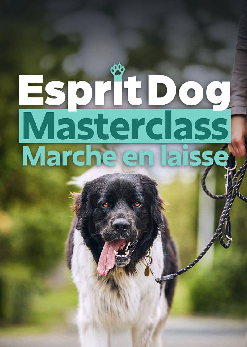 Esprit Dog MASTERCLASS « Marche en laisse »