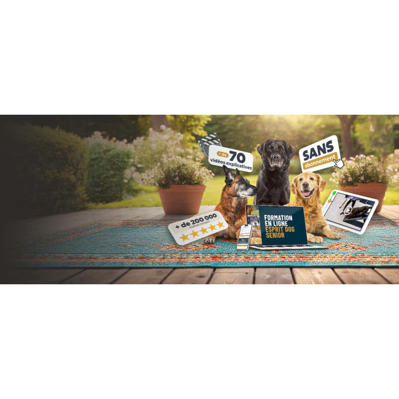 Prendre soin de son vieux chien : formation 100 % en ligne !