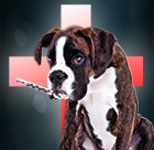 Esprit Dog 1er secours