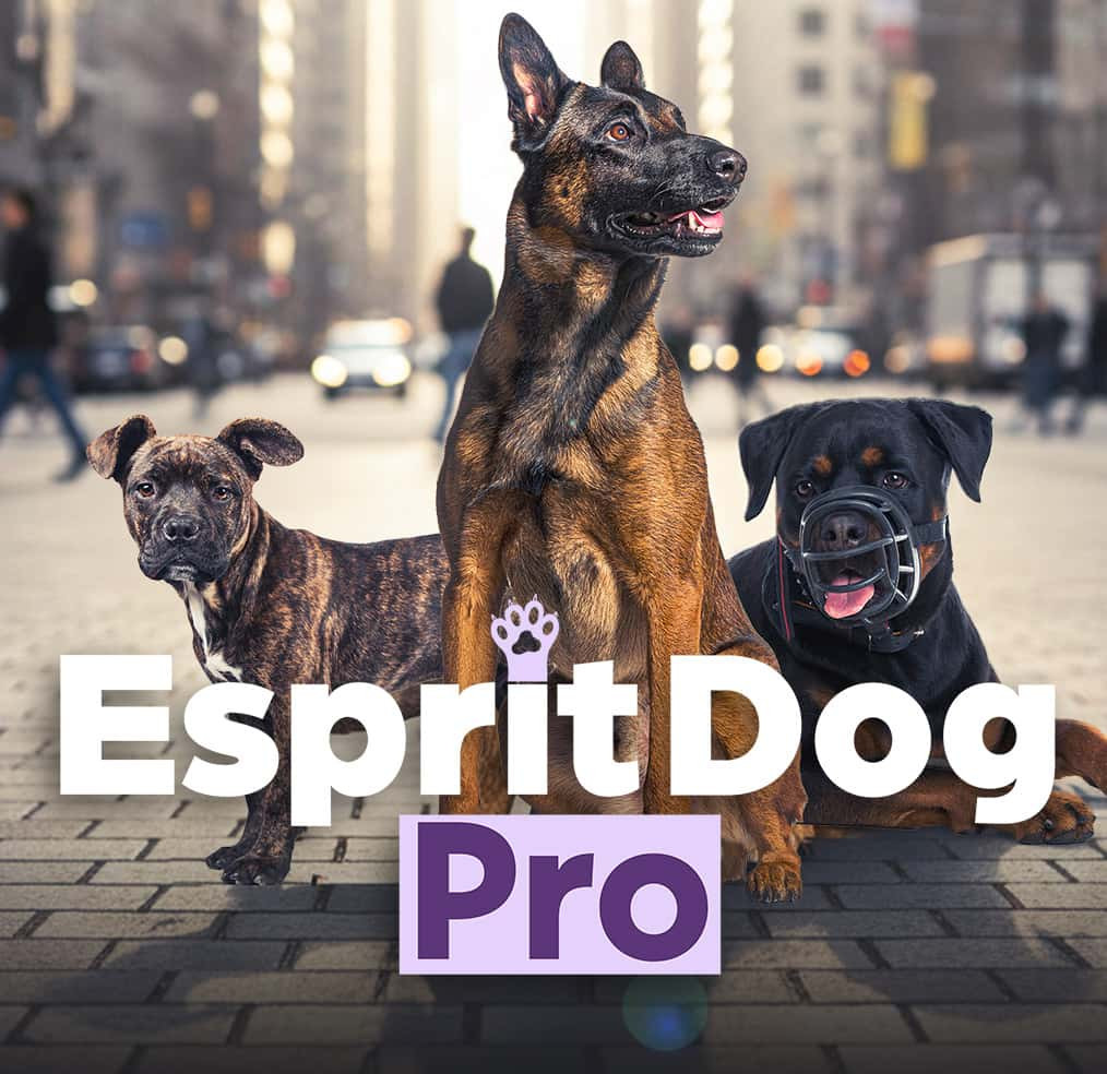 Esprit Dog 1er secours