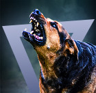 Esprit Dog Chien agressif