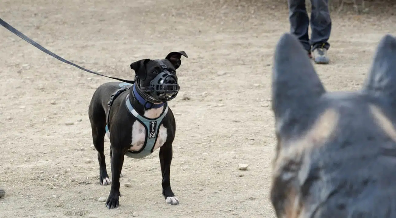 Nous ne refusons aucun chient !