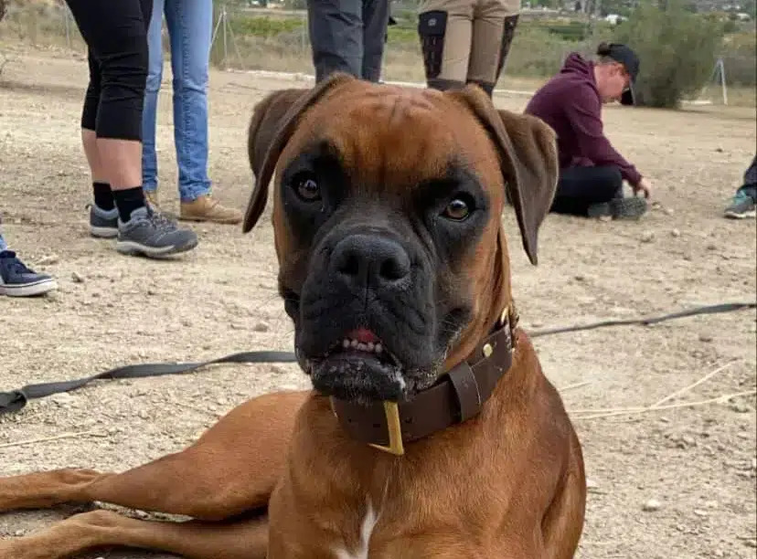 Tous les chiens sont les bienvenus !