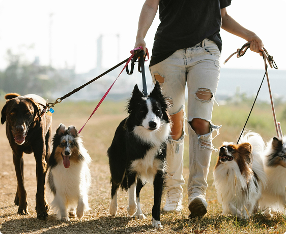 Devenez <br>éducateur canin comportementaliste avec Esprit Dog