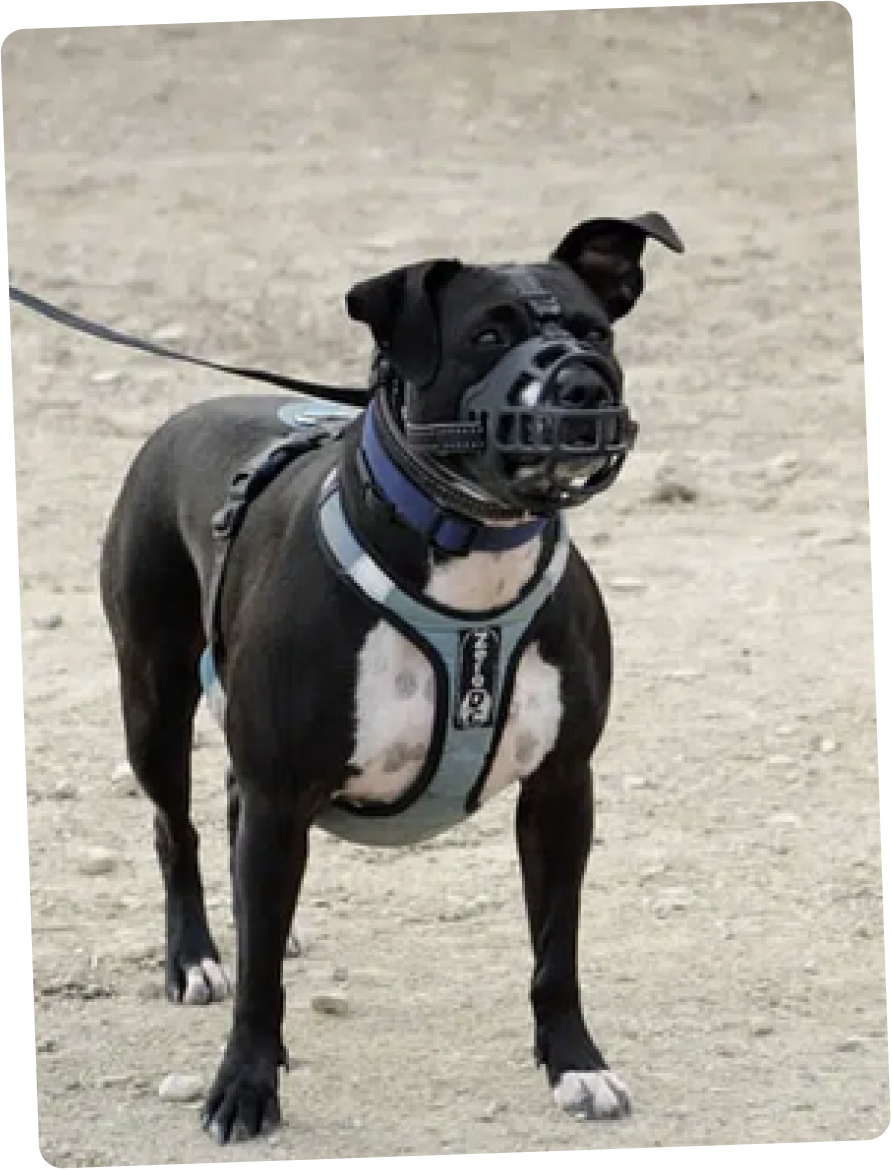 Nous ne refusons aucun chien !