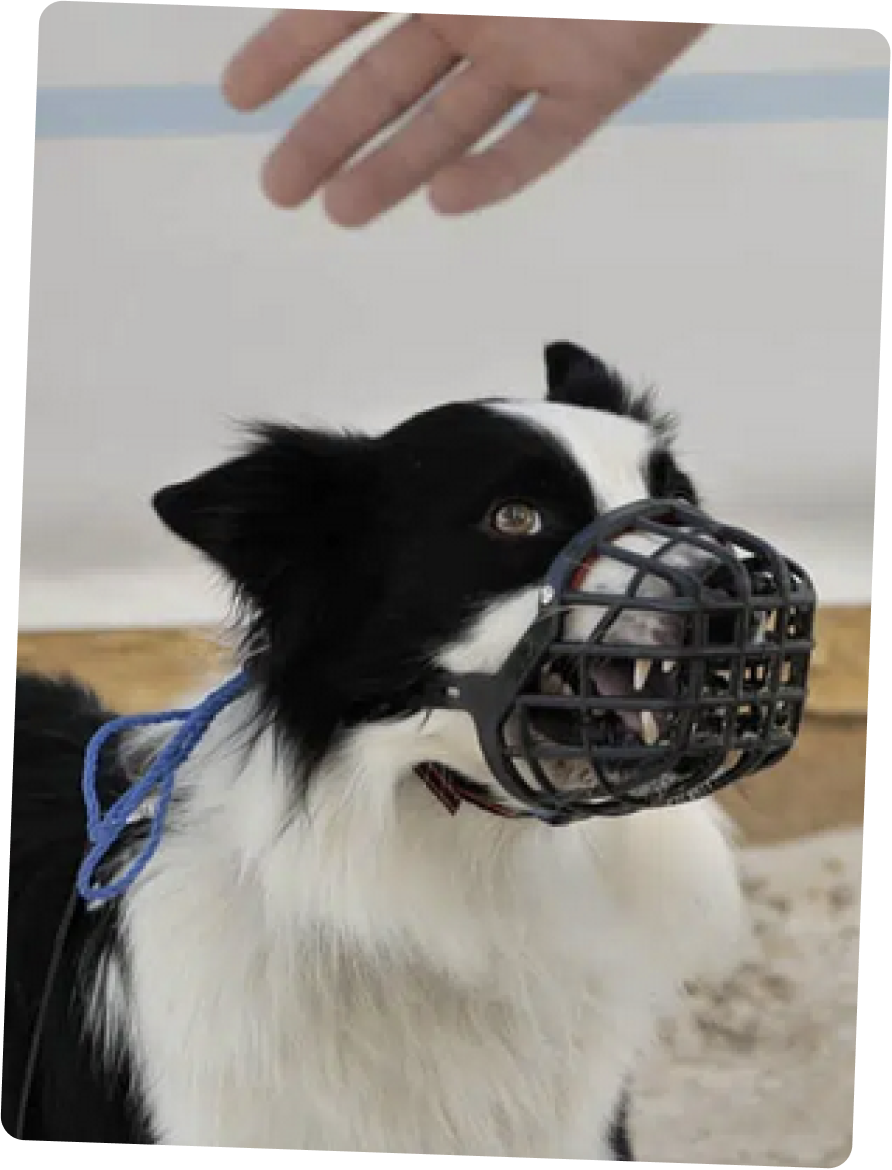 Nous ne refusons aucun chien !