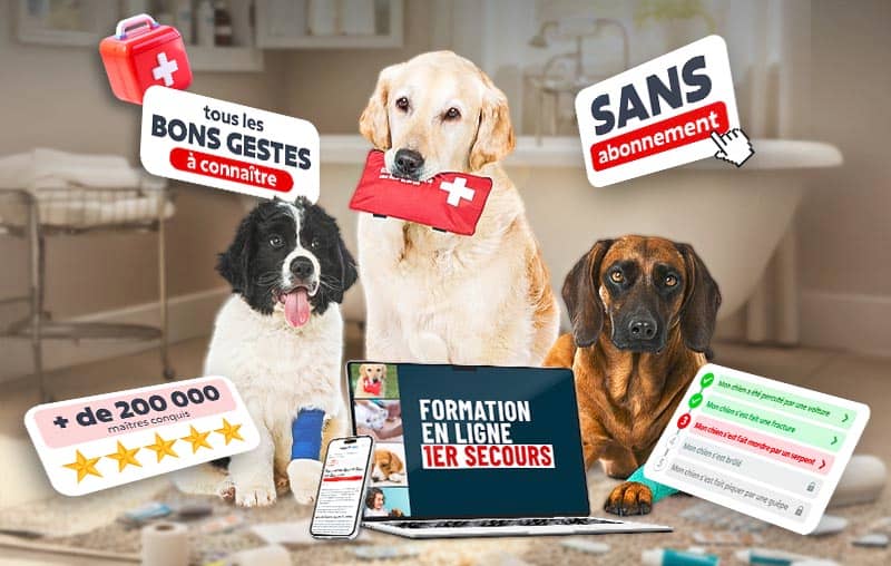 Esprit Dog 1er Secours