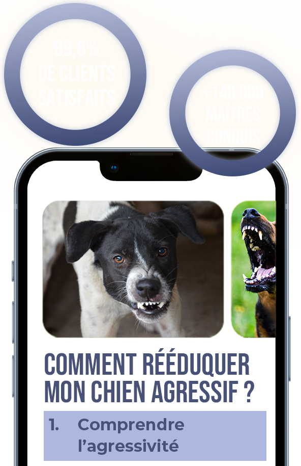 Comment gérer un chien agressif ?