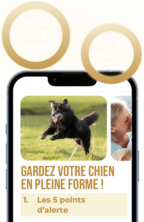 Un vieux chien c'est quoi ?