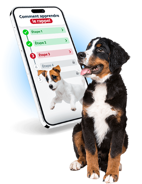 La formation canine pour tous les chiots par Esprit Dog