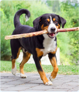 Pas d’abonnement !<br> Achetez Esprit dog Family