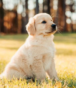 <br> Pas d’abonnement ! <br> Achetez « Esprit Dog Chiot »