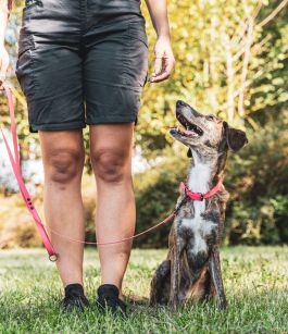 Achetez Esprit Dog Pro