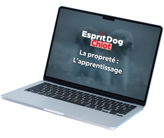 <p>Acc&egrave;s &agrave; vie aux 4 chapitres, des heures de vid&eacute;o, des exercices faciles, tout pour &eacute;duquer et comprendre son chiot.</p>