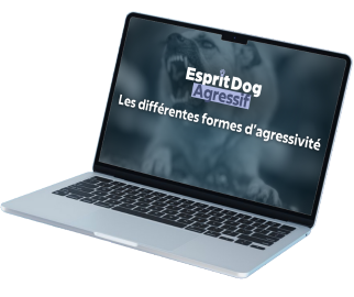 <p><strong>Acc&egrave;s imm&eacute;diat et &agrave; vie</strong> aux 5 chapitres de la formation</p>
<p>avec plus de 10 heures de vid&eacute;os !</p>
<p>C'est LA formation pour retrouver une vie normale, pour comprendre l&rsquo;agressivit&eacute; de votre chien ou ne jamais avoir de soucis !</p>