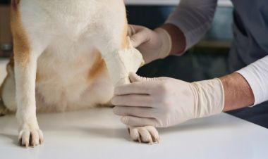 Que va m’apporter cette formation ?