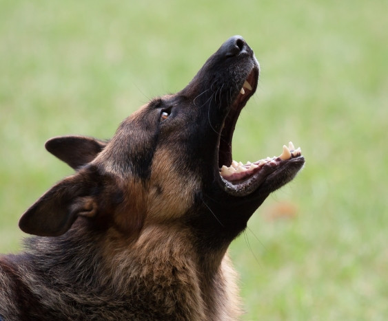 Esprit Dog Chien Agressif