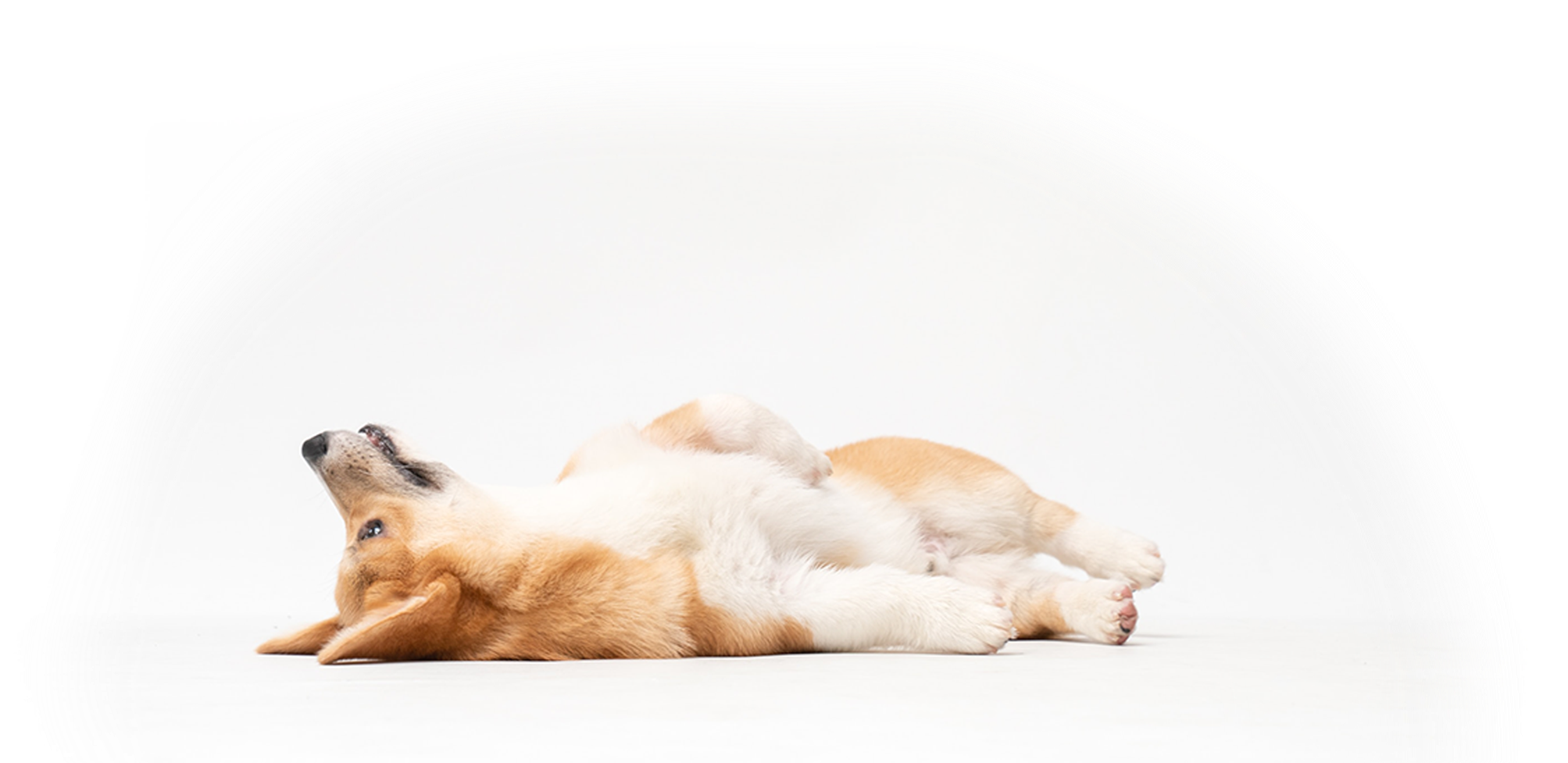 Devenez facilement l'éducateur canin de votre chien avec Esprit Dog