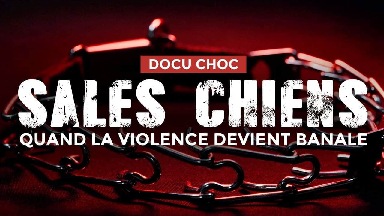 Docu choc : Sales Chiens – Quand la violence devient banale !