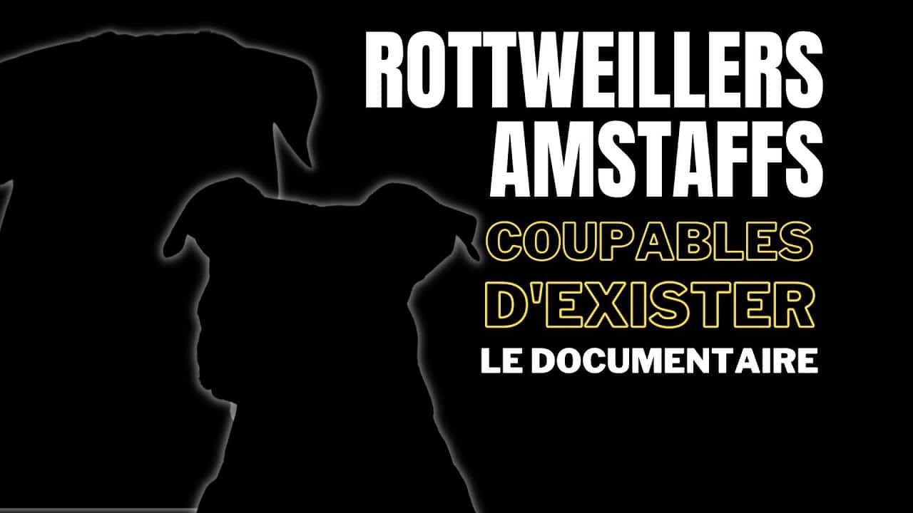 Rott’, Staffs : coupables d’exister – Le docu choc sur une loi raciste