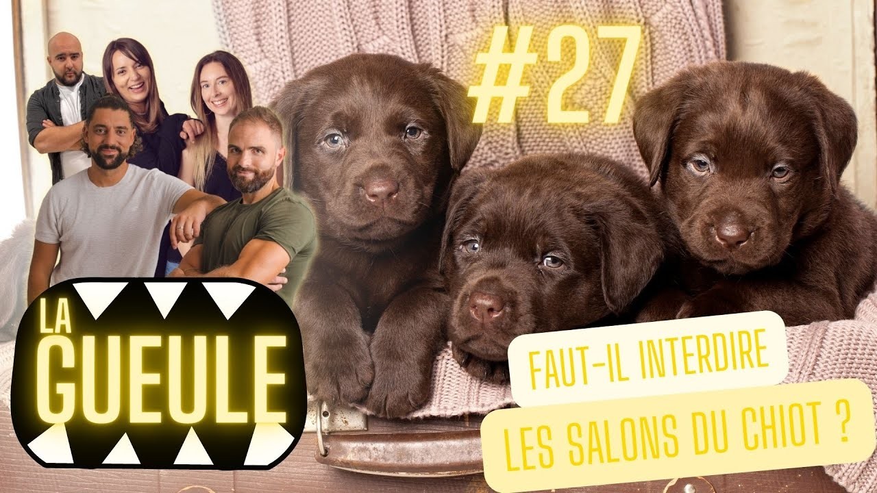 LA GUEULE #27 – Faut-il interdire les SALONS du CHIOT?