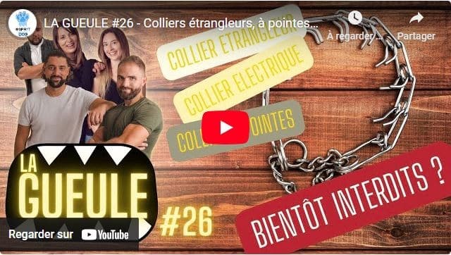 LA GUEULE #26 – Colliers étrangleurs, à pointes, elec… Bientôt INTERDIT ?