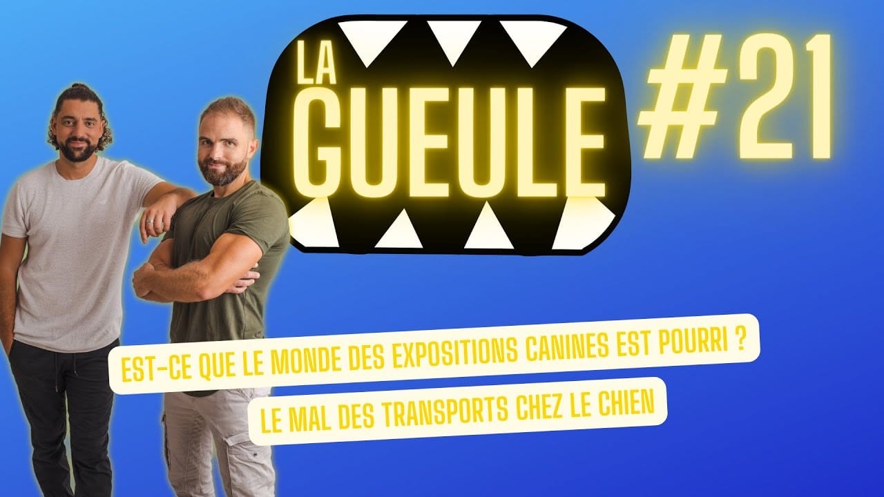 La Gueule ! #21 – Les expositions canines – Le mal des transports chez le chien