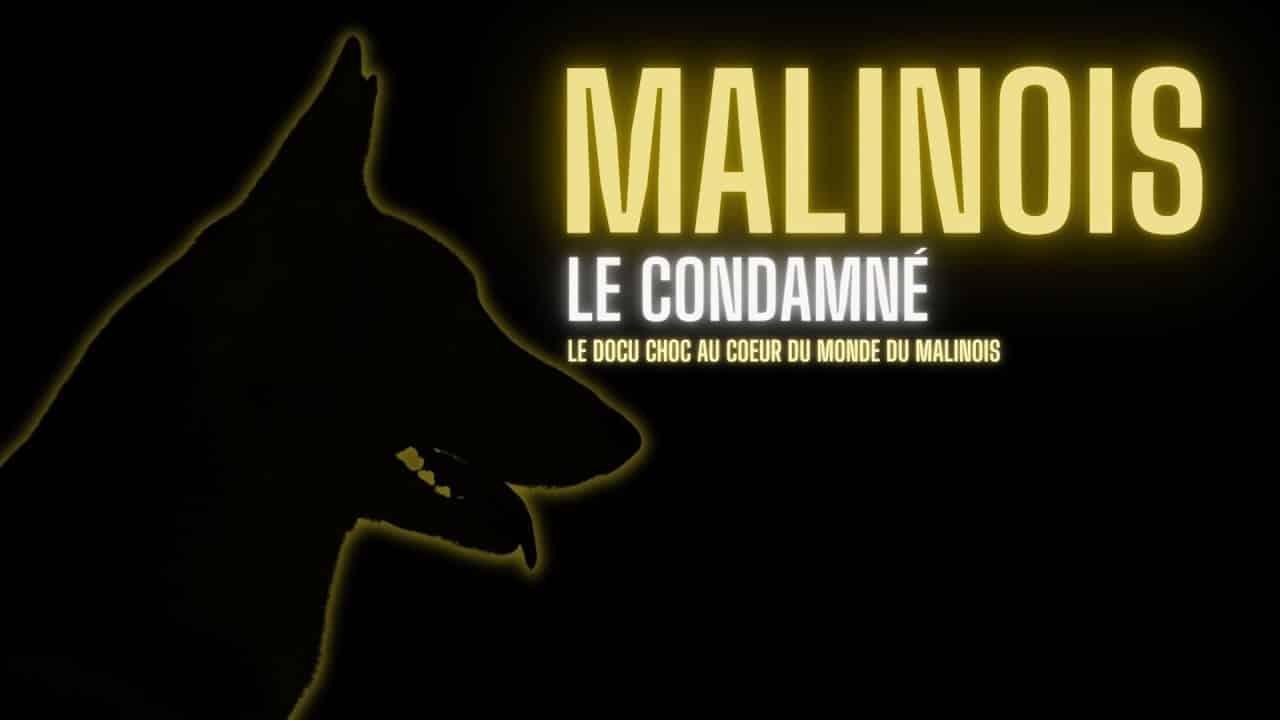MALINOIS : Le condamné – Docu Choc sur le monde du chien