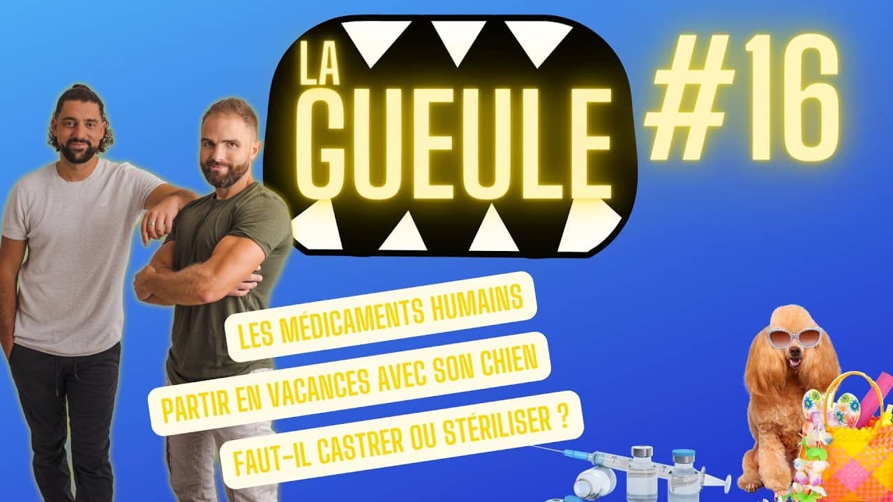 La Gueule ! #16 – Vacances avec son chien – Castration et stérilisation – Les médicaments humains