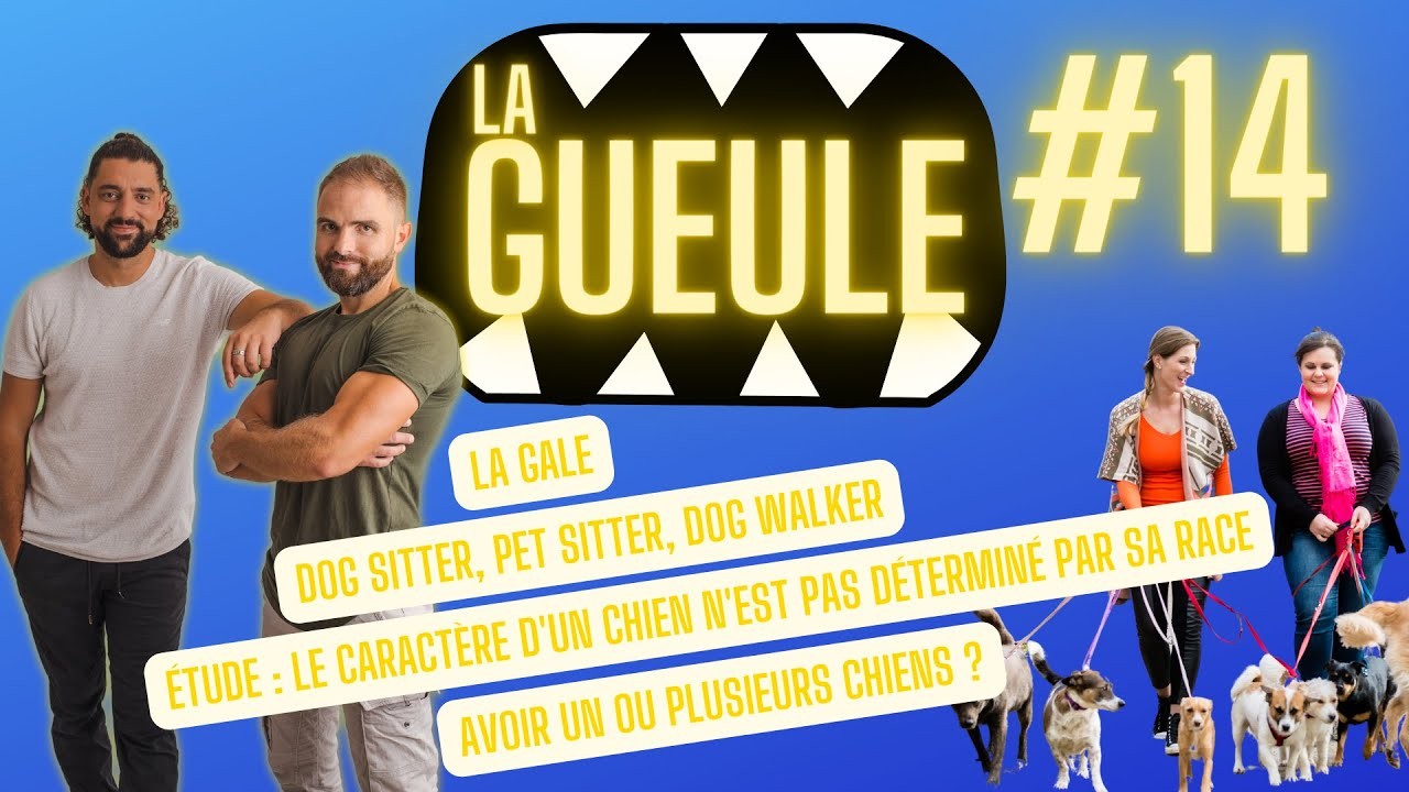 La Gueule ! #14 – Dog sitter, pet sitter, dog walker – La gale chez le chien