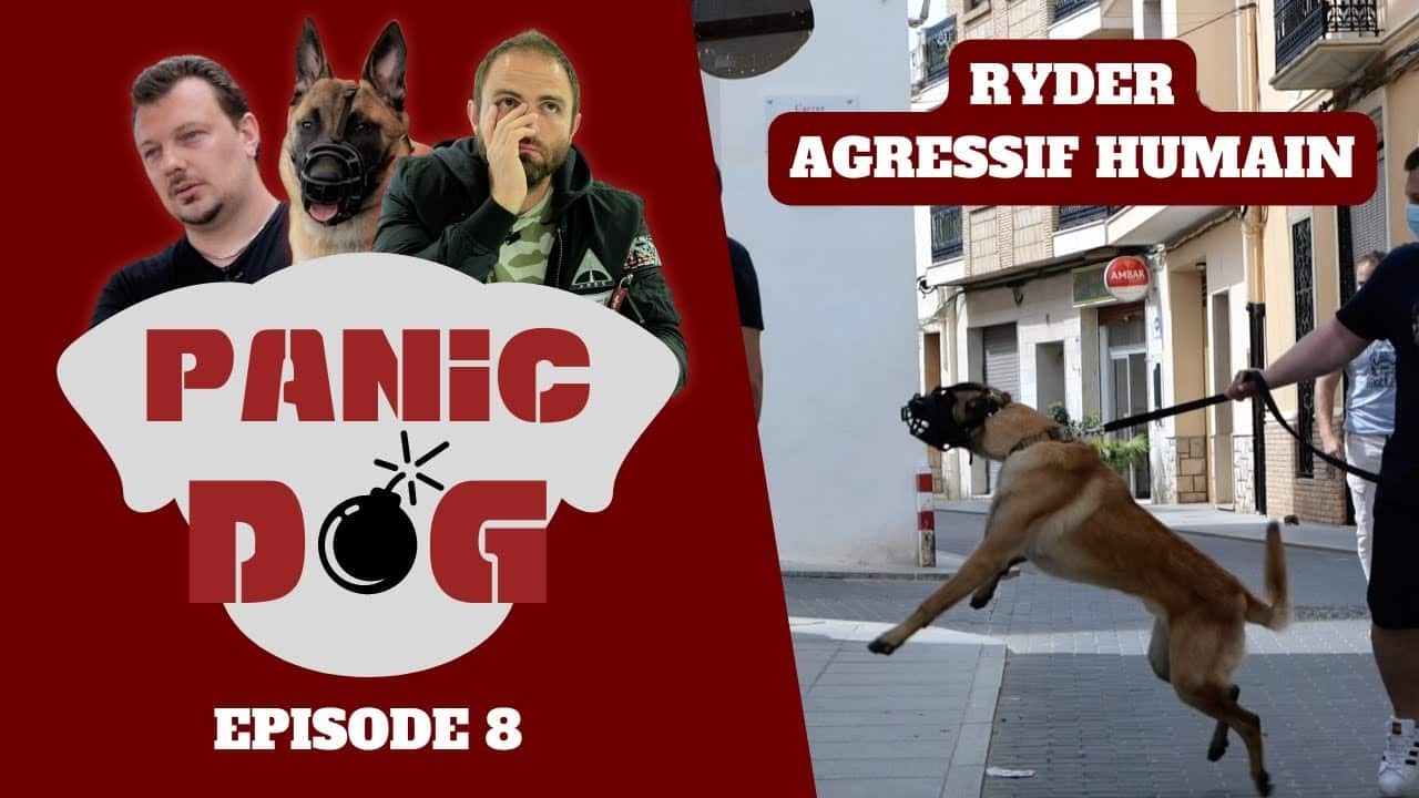 PANIC DOG – Saison 1 – Episode 8 – Malinois AGRESSIF humain