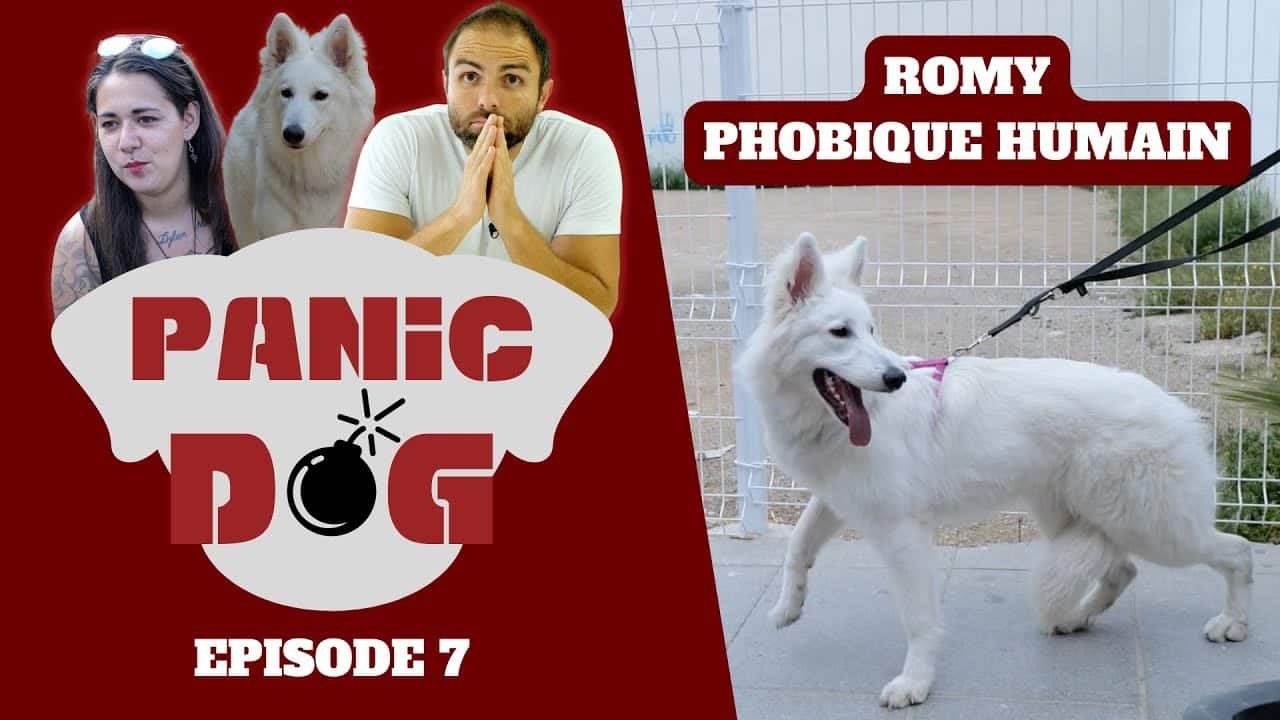 PANIC DOG – Saison 1 – Episode 7 – Chien PHOBIQUE des humains