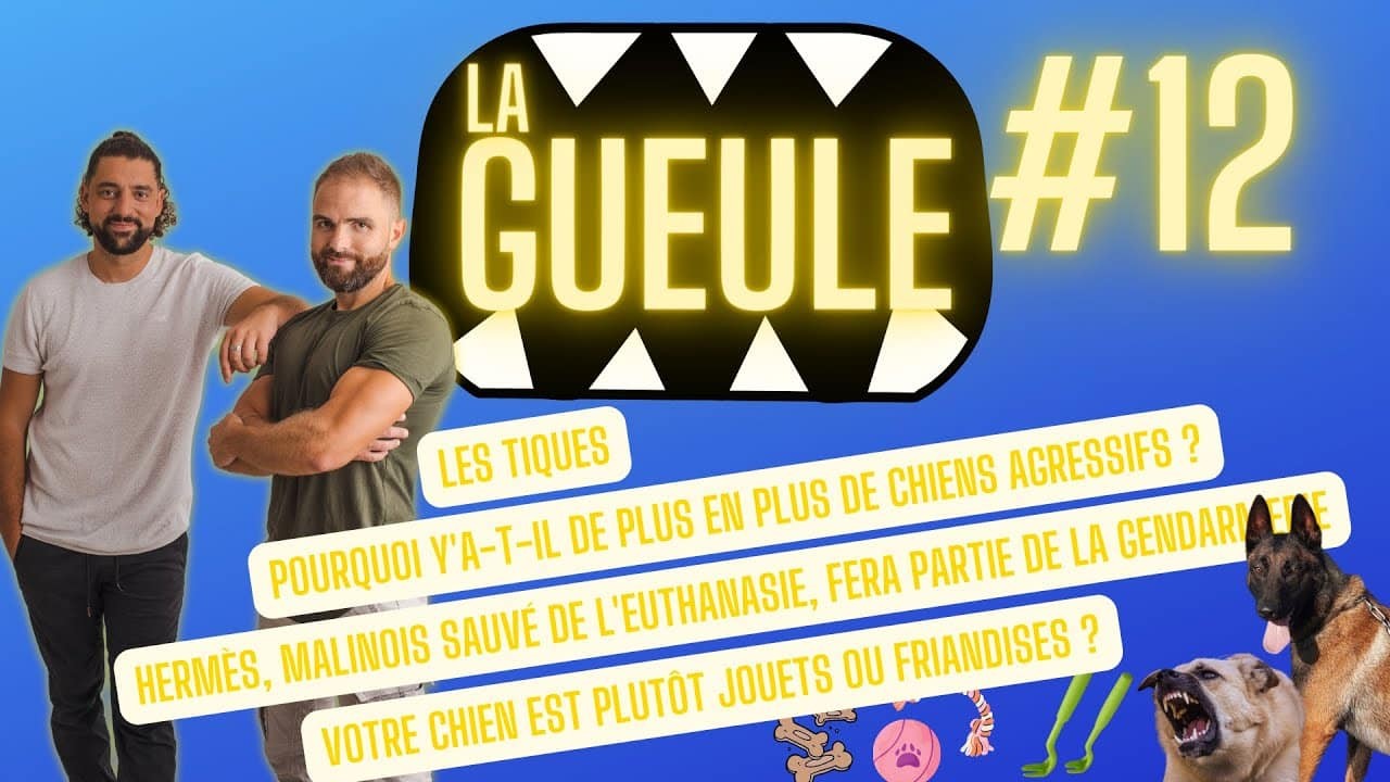 La Gueule ! #12 – Chiens agressifs – Malinois sauvé de l’euthanasie – Les tiques