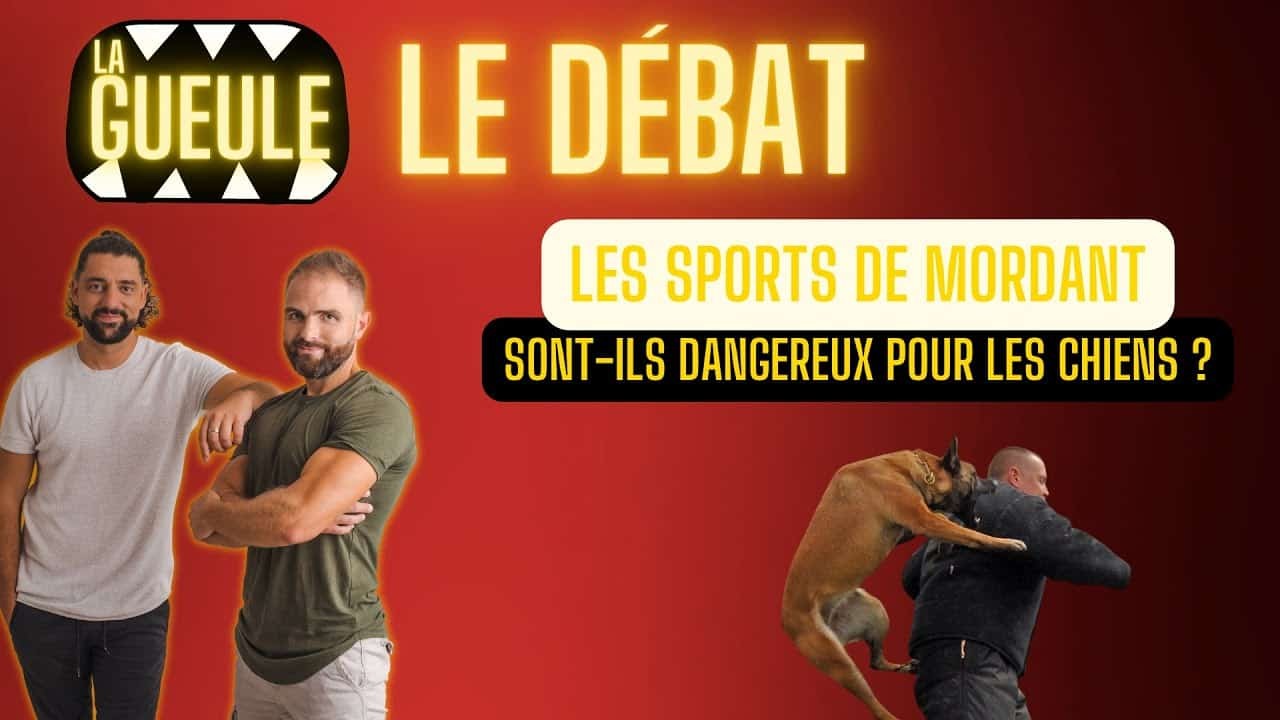 Les sports de mordant sont-ils dangereux pour les chiens ? : Le débat