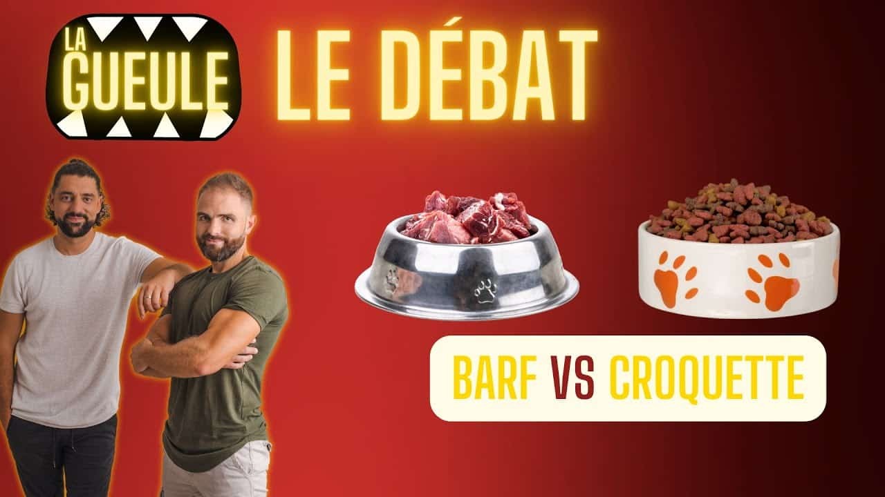 BARF vs CROQUETTES : le débat