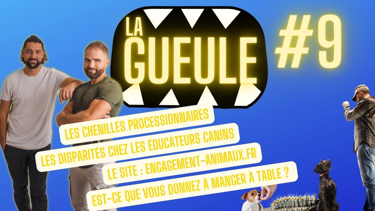 La Gueule ! #9 Les disparités chez les éducateurs canins – Les chenilles processionnaires